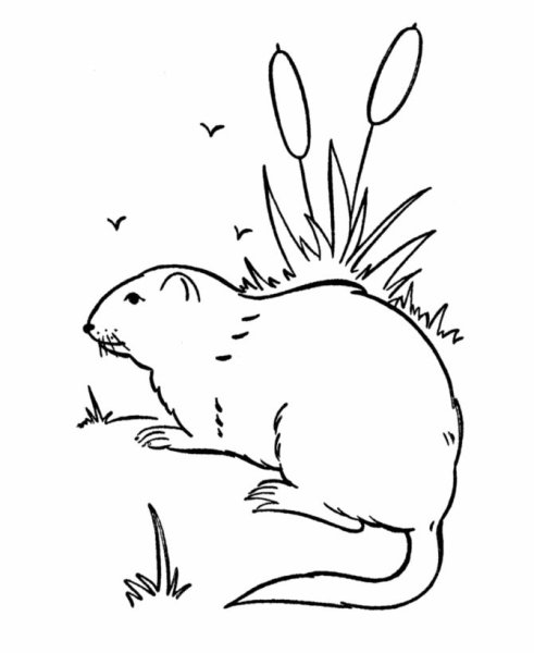 Ондатра мультяшная