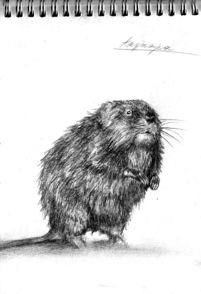 Водяная крыса раскраска