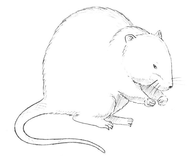 Дети ондатры