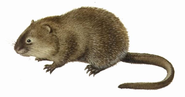 Ондатра белая