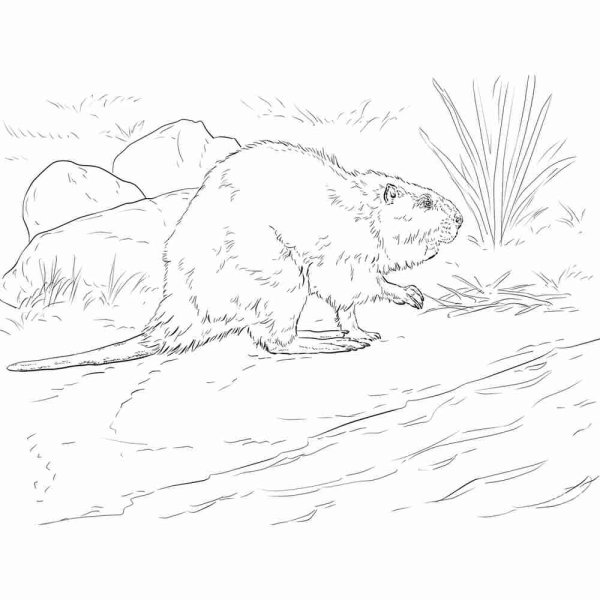 Ондатра на белом фоне