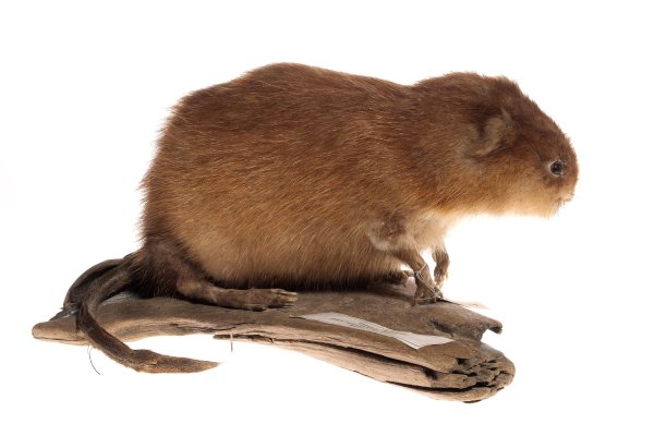 Ондатра белая