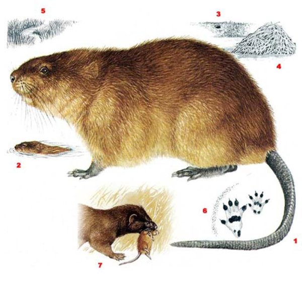 Лохматые бобры