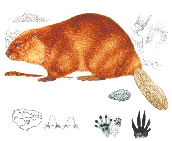 Раскраска нутрия