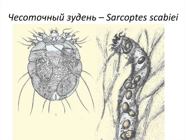 Чесоточный зудень Sarcoptes scabiei строение
