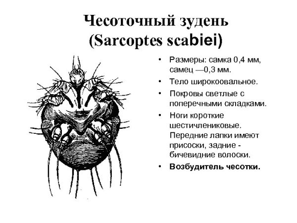 Sarcoptes scabiei строение