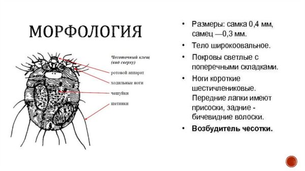 Строение чесоточного клеща схема