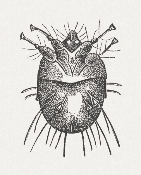 Чесоточный зудень имагинальную стадию