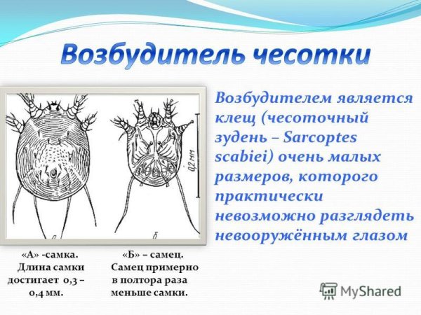 Чесоточный зудень Sarcoptes scabiei строение