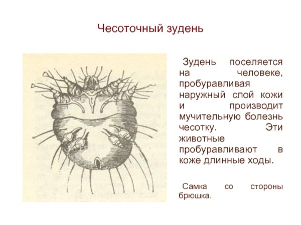 Имаго клеща чесоточного зудня