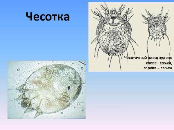 Чесоточный зудень самка и самец