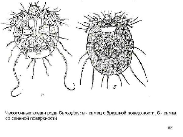 Строение чесоточного клеща схема