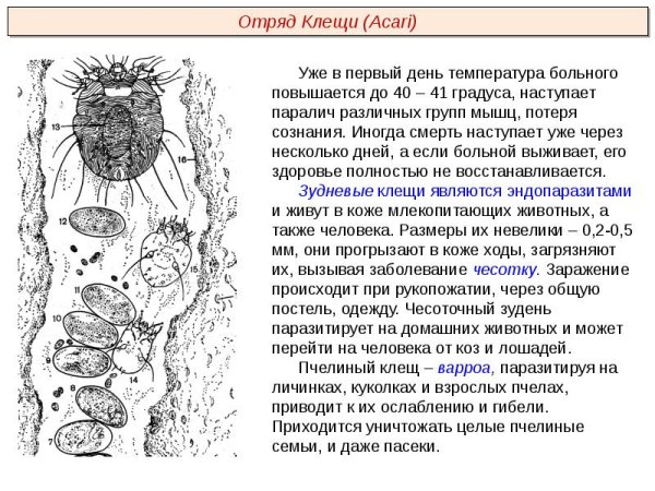Чесоточный зудень Тип питания