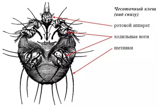 Схема строения чесоточного зудня
