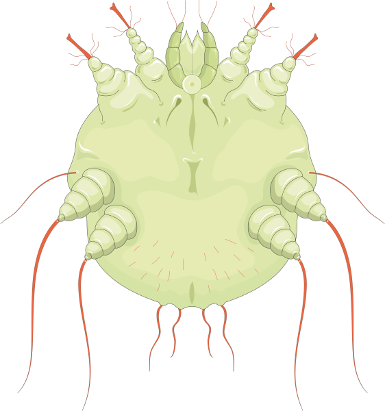 Чесоточный клещ строение