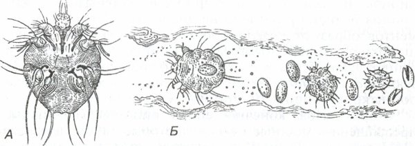 Чесоточный зудень строение