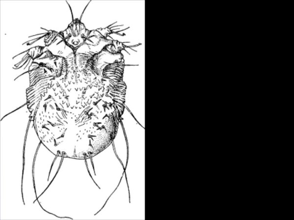 Чесоточный зудень строение