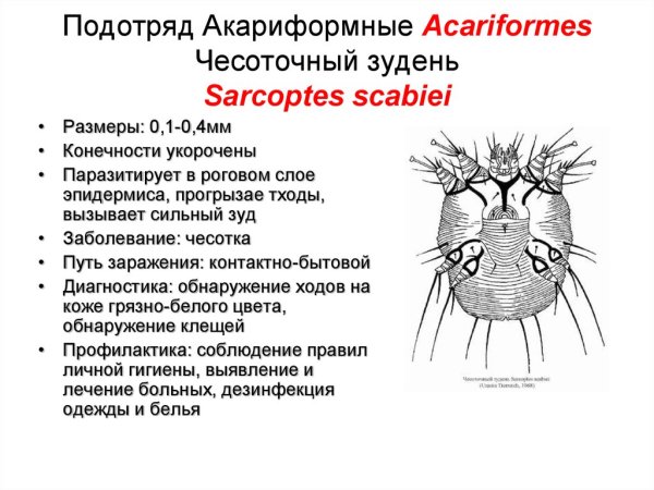 Чесоточный клещ Sarcoptes scabiei Hominis