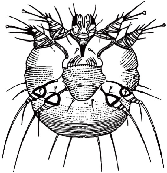 Чесоточный зудень Sarcoptes scabiei строение