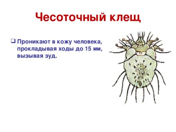 Имаго чесоточного зудня