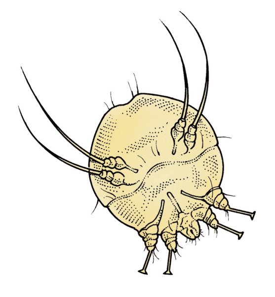 Чесоточный зудень (Sarcoptes scabiei)