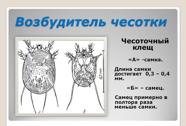 Чесоточный зудень самка