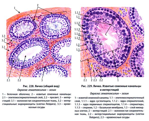 Извитой каналец семенника гистология препарат