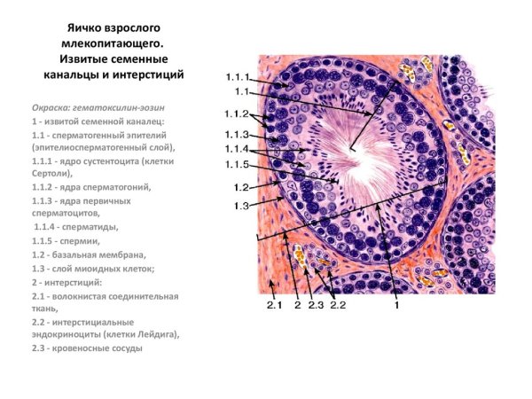 Поперечный срез семенника крысы препарат