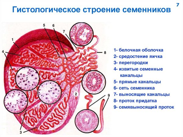 Строение семенника гистология