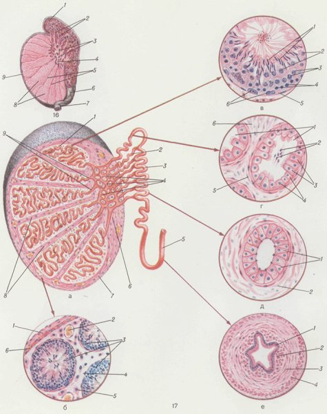 Сем еникгистология строение