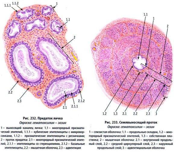 Проток придатка яичка гистология