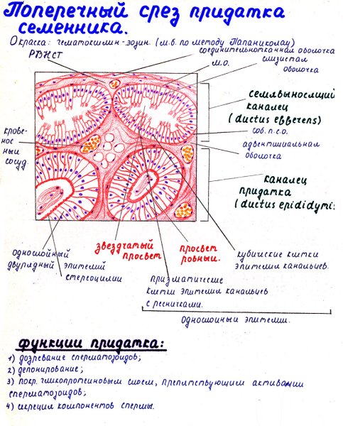Проток придатка семенника гистология