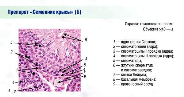 Семенник крысы гистология препарат