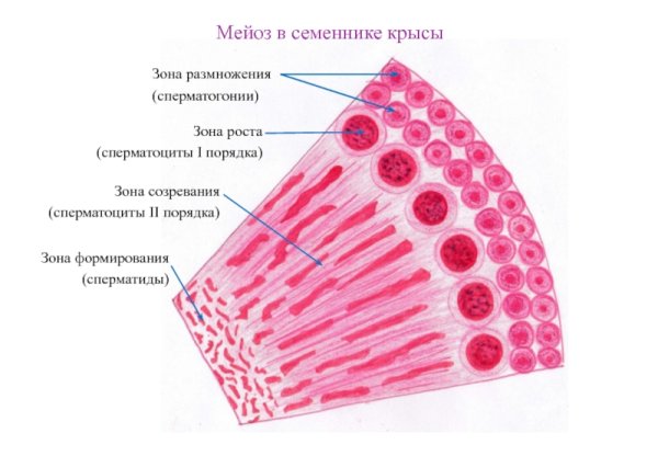 Поперечный срез семенника крысы препарат