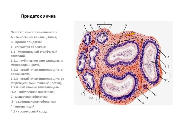 Препарат поперечный срез извитого канальца семенника гистология