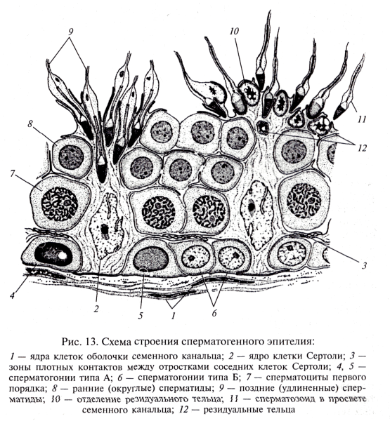 Препарат семенника млекопитающего гистология