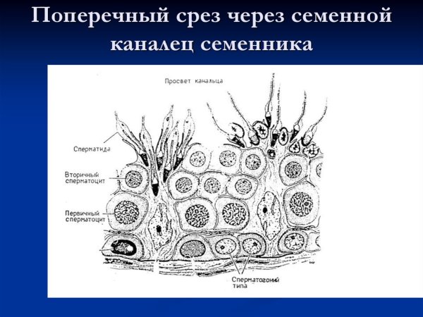 Извитые семенные канальцы гистология препарат