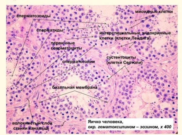 Семенники млекопитающих гистология