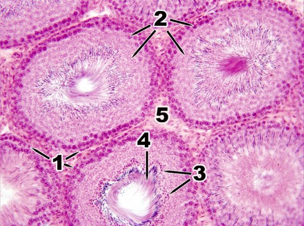 Схема строения канальцев придатка яичка