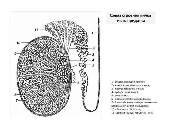 Сперматогенез в семеннике крысы препарат