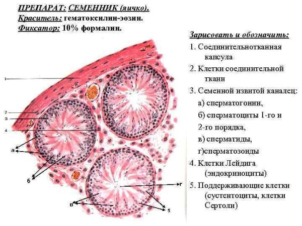 Семенник гистология схема