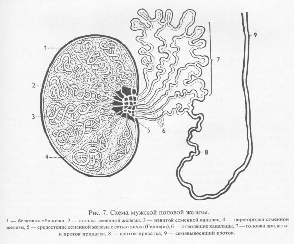 Семенник крысы гистология препарат