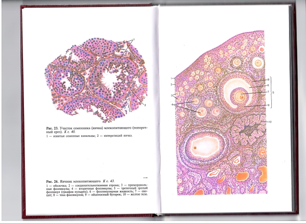 Гистологические препараты придатка яичка