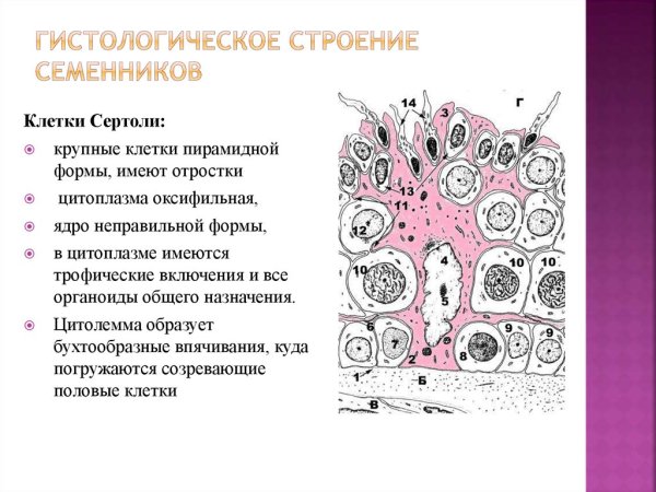 Микропрепарат семенник крысы