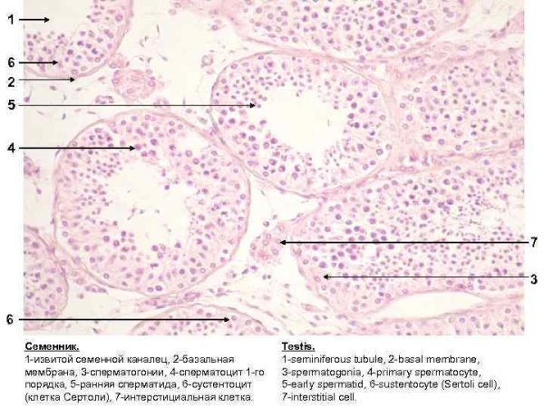 Клетки Лейдига строение