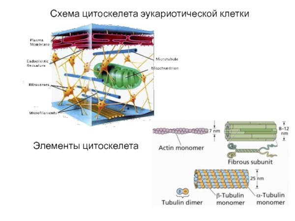 Цитоскелет есть у