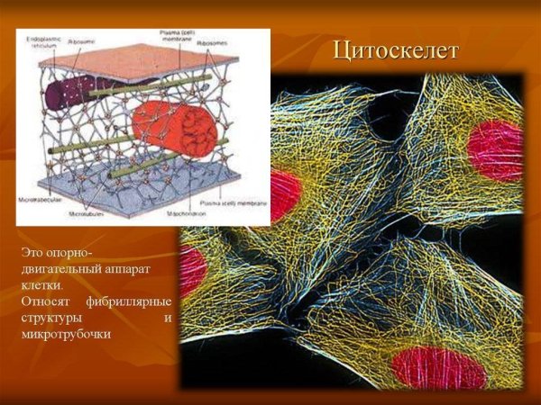 Цитоскелет микрофиламенты
