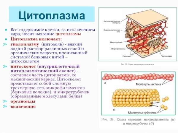 Цитоскелет клетки строение