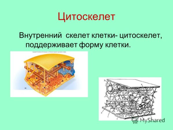 Микротрубочки центриоли (образуют центросферу)