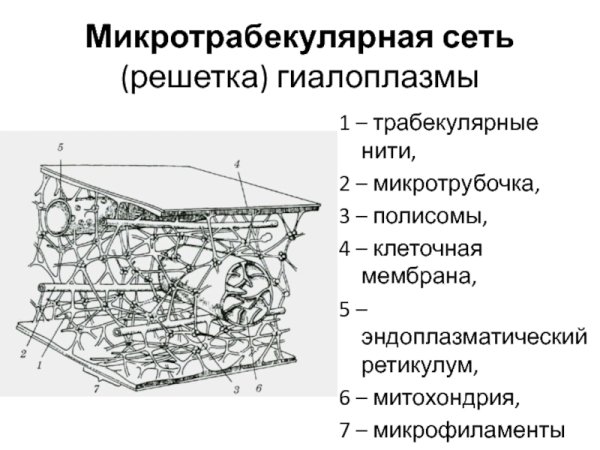 Цитоскелет функции органоида